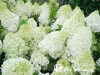 Hortenzija šluotelinė ,Polar Bear' (lot. Hydrangea paniculata)